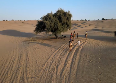 Aerial View of Tourists Enjoying Camel Ride in Jaisalmer Thar Desert Rajasthan India