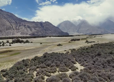 Aerial View of Tourists Enjoying Camel Ride in Nubra Valley Ladakh India
