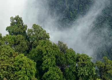 Aerial View of Waterfall in Sharavati Valley, Misty Forest, Karnataka