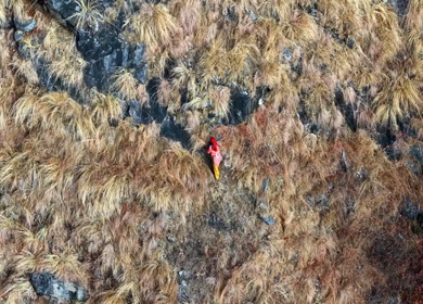 Aerial View of Local Woman Collecting Grass on Mountain in Uttarakhand