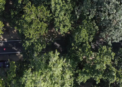 Aerial top-down view of men cycling on road surrounded by green trees in Dehradun, Uttarakhand, India