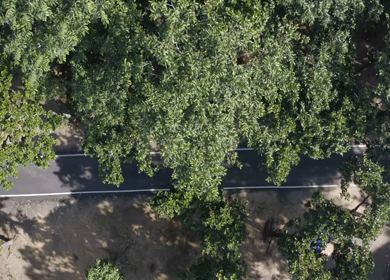 Aerial top-down view of men cycling on road surrounded by green trees in Dehradun, Uttarakhand, India