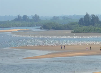 Aerial drone shot of migratory birds gathered over sandbar in Kundapura Karnataka India