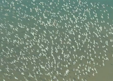 Aerial drone shot of migratory birds gathered over sandbar in Kundapura Karnataka India