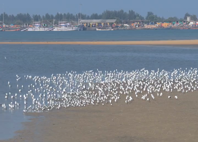 Aerial drone shot of migratory birds gathered over sandbar in Kundapura Karnataka India