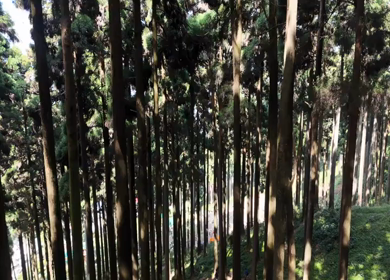 Aerial view of Pine Forest in Darjeeling Hills West Bengal India