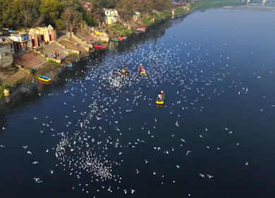 Aerial view of boats and migratory birds near Yamuna River ghat in Delhi India