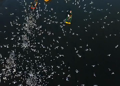 Aerial view of boats and migratory birds near Yamuna River ghat in Delhi India