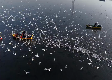 Aerial view of boats and migratory birds near Yamuna River ghat in Delhi India