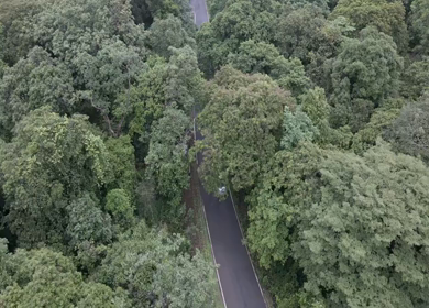 Aerial view of car driving through dense forest road in Karnataka India
