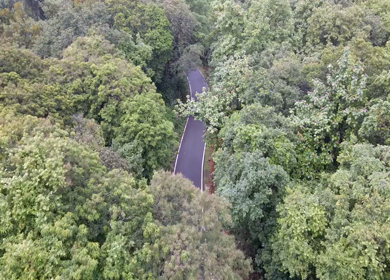 Aerial view of car driving through dense forest road in Karnataka India
