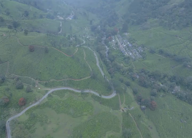 Aerial view of winding road through tea plantations in Munnar Kerala India