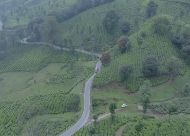 Aerial view of winding road through tea plantations in Munnar Kerala India