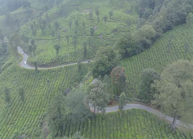 Aerial view of winding road through tea plantations in Munnar Kerala India