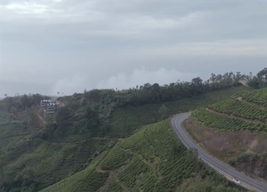 Aerial view of winding road through tea plantations in Munnar Kerala India