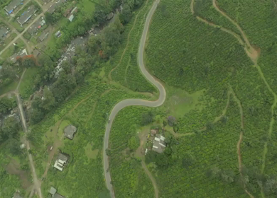 Aerial view of winding road through tea plantations in Munnar Kerala India