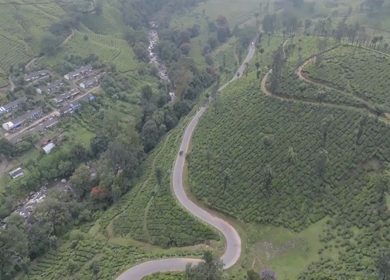 Aerial view of winding road through tea plantations in Munnar Kerala India
