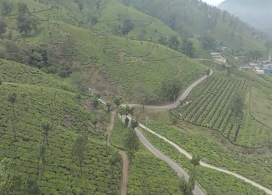 Aerial view of winding road through tea plantations in Munnar Kerala India
