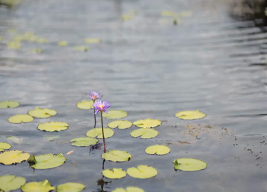 A shot of Purple Water Lily Flower Blooming on Pond with Floating Leaves