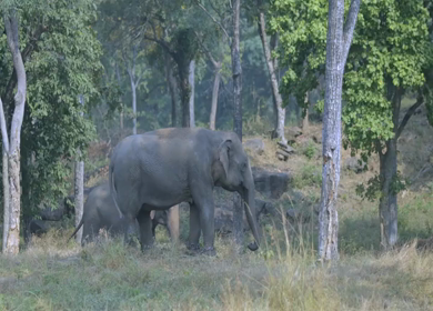 Asian elephant during safari in Satpura National Park Madhya Pradesh India