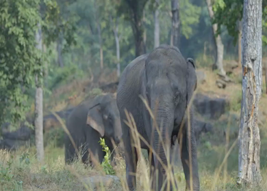 Asian elephant during safari in Satpura National Park Madhya Pradesh India