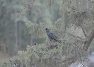 Black Crow Perched on Pine Tree in Misty Kashmir Forest Jammu and Kashmir India