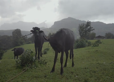 A Shot of Buffaloes Grazing in Green Fields with Bhandardara Mountains Maharashtra