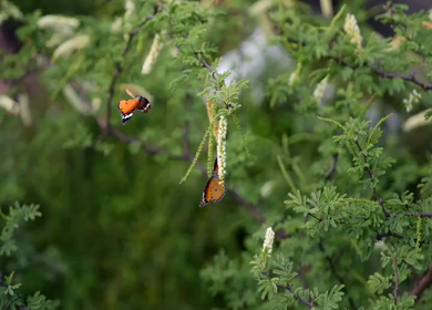 Close up shot of butterflies on green foliage and white blossoms, capturing calm wildlife and natural beauty