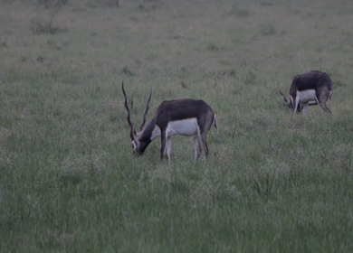 A shot of young deers eating grass at a forest in India