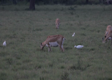 A shot of young deers eating grass at a forest in India