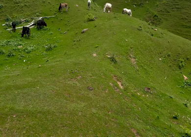 Grazing Cattle in Pine Forest Meadow Moila Top Chakrata Uttarakhand India Scenic Landscape