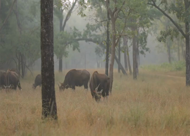 Indian gaur grazing during safari in Satpura National Park Madhya Pradesh India