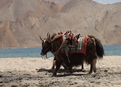 A shot of wild bisons roaming around at Leh Ladakh,India