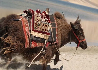 A shot of wild bisons running at Leh Ladakh,India