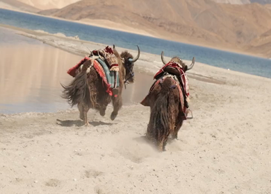 A shot of wild bisons running at Leh Ladakh,India