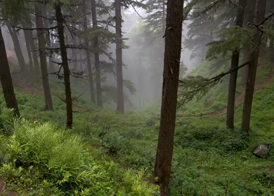 Misty Pine Forest in Chakrata Uttarakhand India Foggy Mountain Nature Landscape