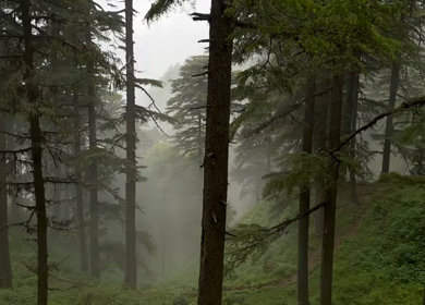 Misty Pine Forest in Chakrata Uttarakhand India Foggy Mountain Nature Landscape