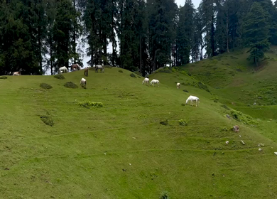 20th June 2025 : Scenic View of Moila Top with Tourists and Grazing Cattle Chakrata Uttarakhand India