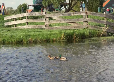 20th March 2026 : Slow Motion Ducks Swimming in Canal in Amsterdam