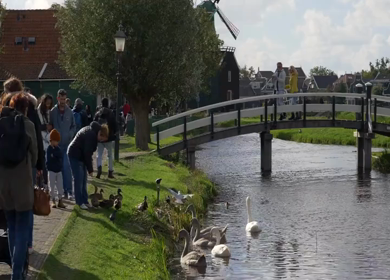 20th March 2026 : Slow Motion Ducks Swimming in Canal in Amsterdam