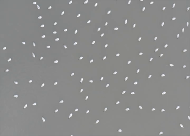 A Slow Motion Shot of birds flying at Yamuna Ghat in New Delhi,India