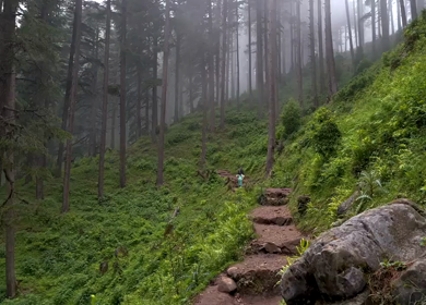 Trekking Trail at Moila Top Chakrata Uttarakhand India Misty Forest Hiking Path
