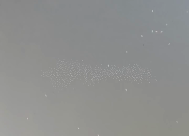 An aerial shot of white pigeons flying at Yamuna Ghat 