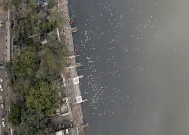 An aerial shot of the birds flying at the Yamuna Ghat