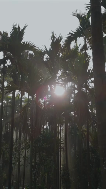 Vertical Aerial Sunrise Over Misty Palm Forest Sri Lanka