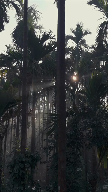 Vertical Aerial Sunrise Over Misty Palm Forest Sri Lanka