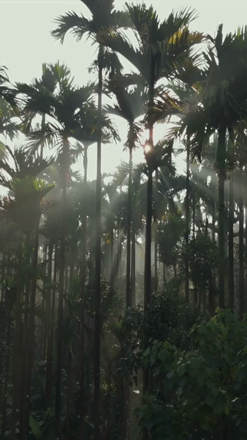 Vertical Aerial Sunrise Over Misty Palm Forest Sri Lanka