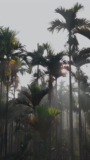 Vertical Aerial Sunrise Over Misty Palm Forest Sri Lanka