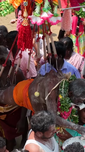 27th April 2026 : Vertical Aerial View of Devotee Performing Alagu Kuthu Ritual During Temple Festival in Sivaganga India