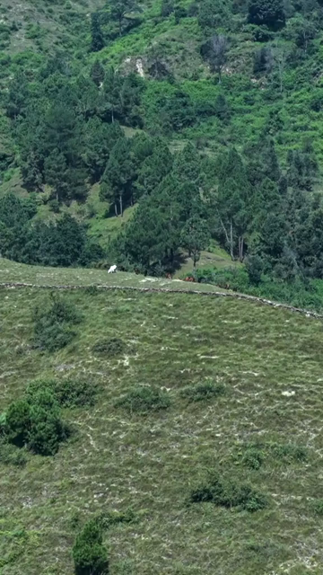 Vertical Aerial View of Almora Town and Surrounding Himalayan Landscapes Uttarakhand